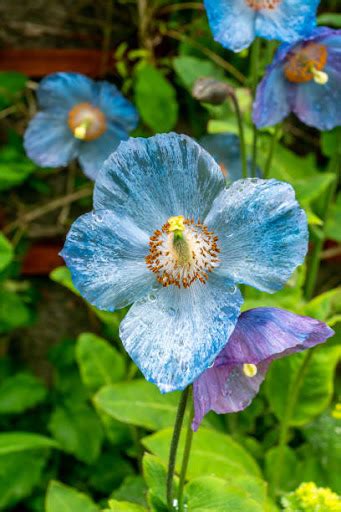 National Flower Of Bhutan | Best Flower Site