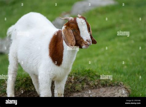 Faroese goat hi-res stock photography and images - Alamy