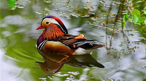 Mandarin Ducks Bird Type Duck From East Asia China Imported In The Uk Wallpapers Hd 3840x2160 ...