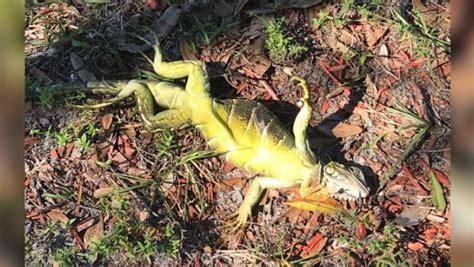 Florida: Frozen iguanas falling from trees during cold snap after "bomb ...