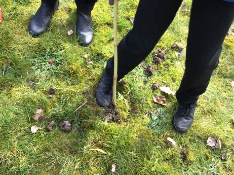 Hundreds of School Children plant trees in Wales — Earth Restoration ...