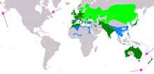 Eurasian coot - Wikipedia