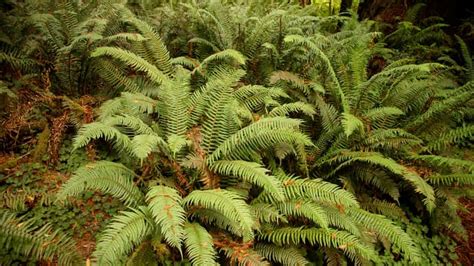 9 Reliable Evergreen Ferns for Dry Shade