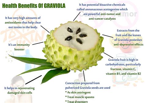 Graviola Capsules – Platinum Soursop