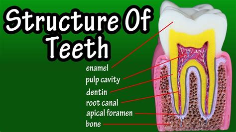 Structure Of Human Teeth