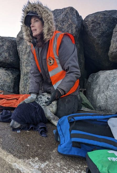 ‘We just want the truth’: British coastal towns fight for answers over mystery sealife deaths ...