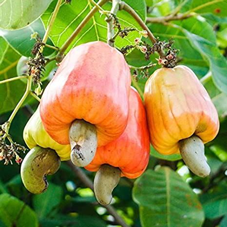 Cashew Tree Height 3 4 FT At LemonFire.com