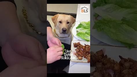 TikTok | Memes | Meme | Very Funny Dog Video #shorts 🐶🐶🐶 - YouTube