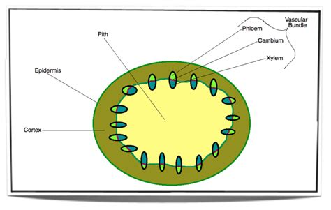 IB Biology Notes - 9.1 Plant structure and growth