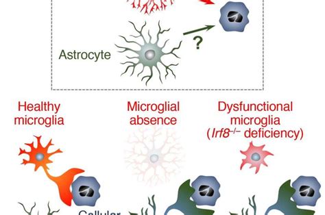 Researchers find a backup mechanism that removes cellular debris from the brain