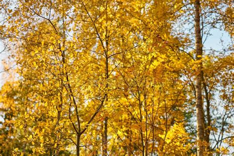 Yellow Autumn Leaves Background. Stock Photo - Image of season, background: 130001414