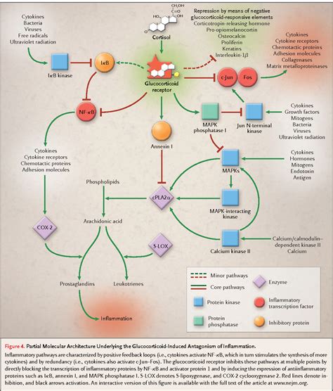 Glucocorticoids Mechanism Of Action