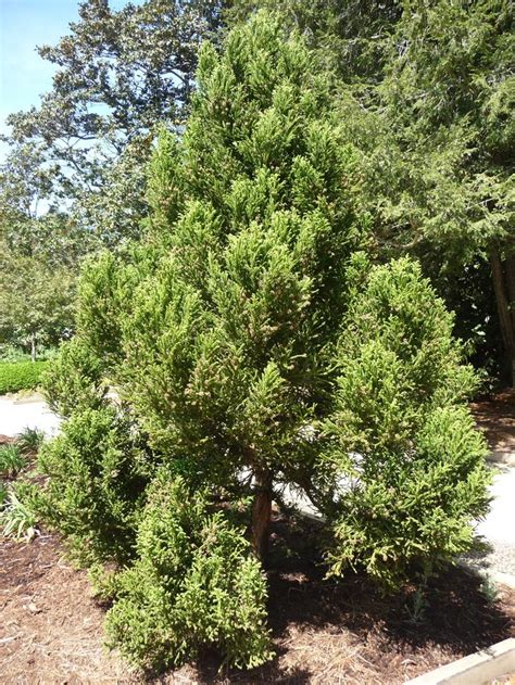 Cryptomeria japonica 'Black Dragon' Cryptomeria from Gilmore Plants