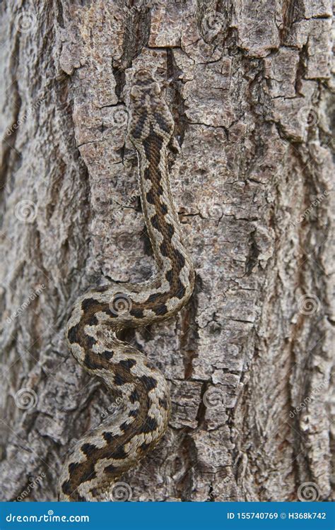 Snake Camouflage. Vipera Aspis Detail on a Trunk Surface Stock Image - Image of ecology, skin ...