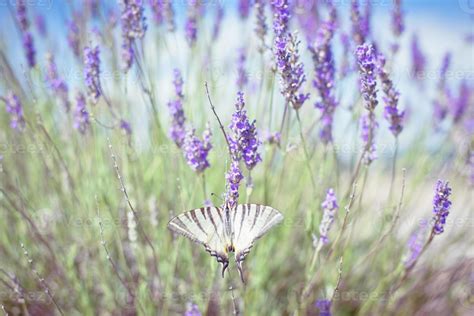 Butterfly at Lavender Bush 12823127 Stock Photo at Vecteezy