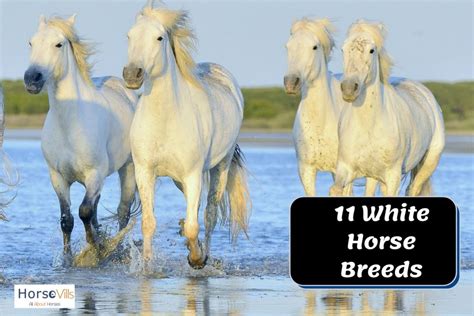 11 Beautiful White Horse Breeds (History & Characteristics)