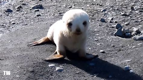 Baby ALBINO Seal Playing On The Beach! - YouTube