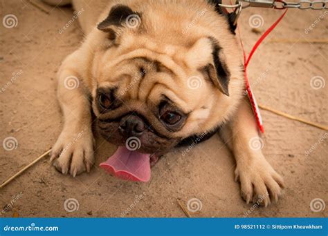 Funny face of pug dog stock photo. Image of confused - 98521112