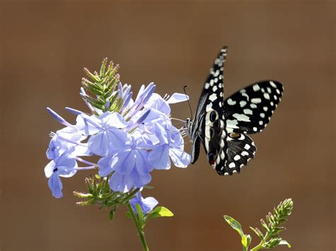 Plumbago auriculata – PLANTBOOK