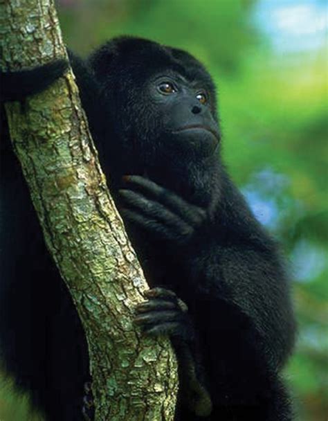 The Black Howler Monkey | Habitat, Feeding Habits and More | HubPages