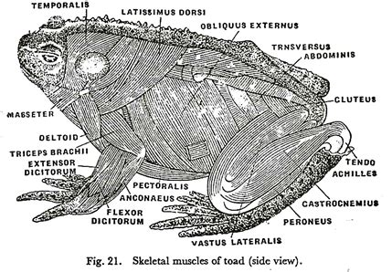 Image result for green tree frog musculature | Toad, Zoology, Anatomy