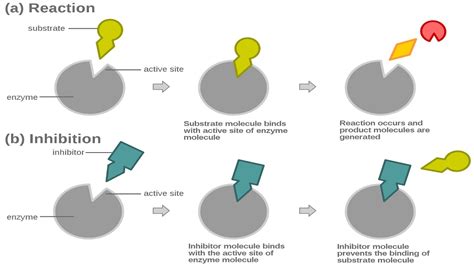 Feedback Inhibition of Biochemical Pathways. - YouTube