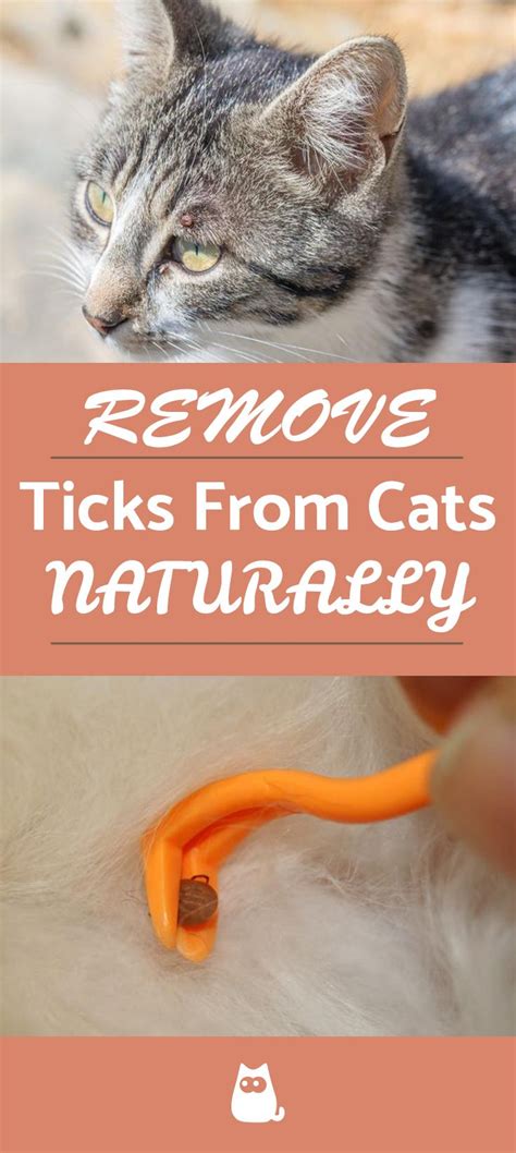 How to Remove Ticks from Cats - Effective Home Remedies in 2021 | Tick ...