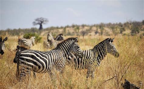 Download wallpapers zebra, wildlife, wild animals, herd of zebras, Africa, savannah, zebras for ...