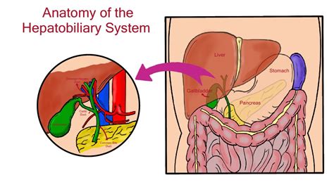 Hepatobiliary US Imaging - Illustrations – International Emergency Medicine Education Project