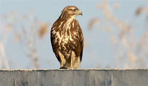 Common Buzzard | The Animal Facts | Appearance, Diet, Habitat