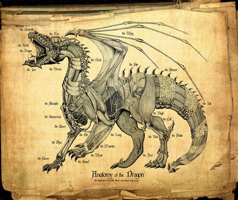 Dragon Anatomy 24x36 Canvas Print - Etsy