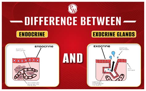 Difference Between Endocrine And Exocrine Glands, Examples