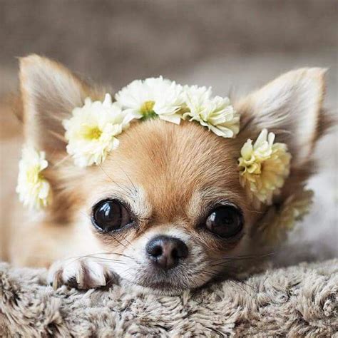 Awh flowers | Cute Animal Photos | Cute dogs, Chihuahua puppies, Cute chihuahua