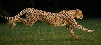 World’s fastest animal, Cheetah speeding to extinction | Nigerian News, Latest Nigeria In News ...