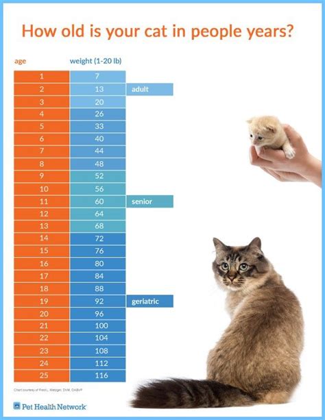 Pin by Lesleigh Owen on Furbabehs | Cats, Cat years, Cat breeds chart