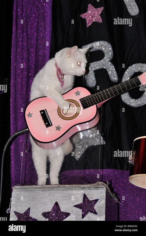 Cat playing guitar show Stock Photo - Alamy