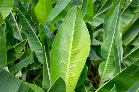 Premium Photo | Green leaves of banana tree