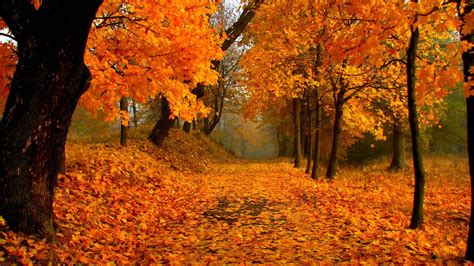 Orange Leafed Autumn Spring Trees Forest HD Nature Wallpapers | HD ...