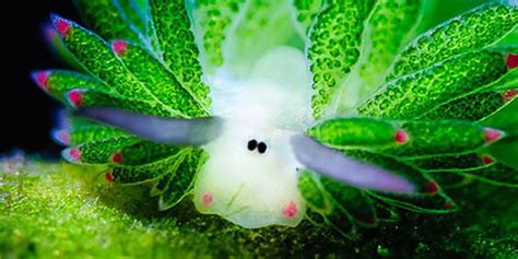 Sheep Of The Sea Are Cutest Slugs We've Ever Seen - The Dodo