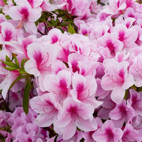 national PLANT NETWORK 2.25 Gal. Azalea Formosa Flowering Shrub with Purple Blooms HD7005 - The ...