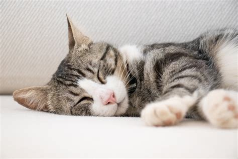 Cat Paralysis: Causes And Treatment | Dutch