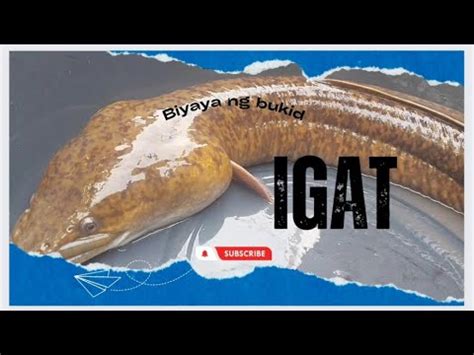 Biyaya ng Bukid /Igat / Eel Fish - YouTube