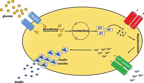 Insulin release. Glucose is transported into β-cells via GLUT2 in an... | Download Scientific ...