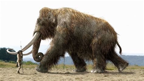 Scientists Get $15 Million to Try and Resurrect the Woolly Mammoth, but ...