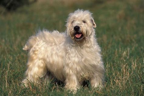 Irish Soft Coated Wheaten Terrier: What you need to know