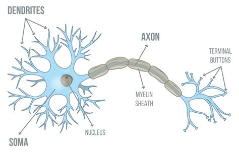 Neurons – Speechneurolab