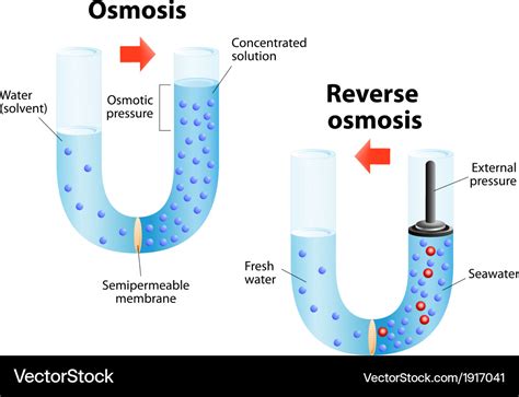 Osmosis and reverse Royalty Free Vector Image - VectorStock