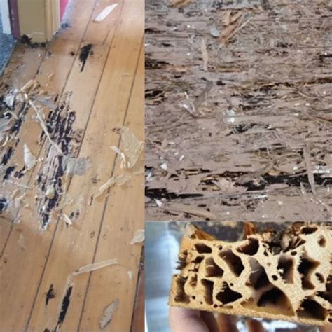 Examples of West Indian drywood termite damage to wood. (Photos:... | Download Scientific Diagram