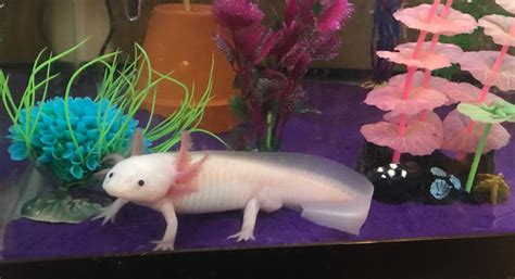 The Axolotl Quiz - HubPages