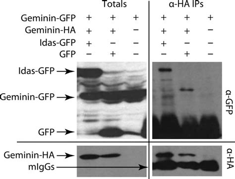 The Geminin and Idas Coiled Coils Preferentially Form a Heterodimer That Inhibits Geminin ...